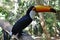 Curious Toucan