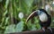 Curious toucan bird at a zoo