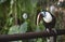 Curious toucan bird at a zoo