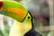 Curious Toucan Close Up