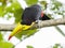 Curious toucan looking down from a branch