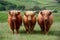 Curious trio Highland cows camera bound picturesque countryside backdrop