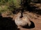 Curious trunk of pine tree. Donana. Spain