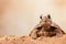 A curious turtle peeks out over a sandy mound, ideal for nature-themed projects, educational content, and pet care