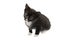 Curious Tuxedo Kitten