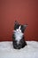 curious tuxedo maine coon kitten portrait with copy space