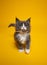 curious tuxedo maine coon kitten on yellow background