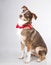 Curious upward glance from this brown and white mutt in the studio on gray background