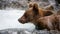 Curious ursus arctos looking ahead in the water surrounded by rock.