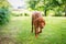 Curious vizsla puppy walking around garden, front view.