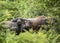 Curious Water Buffalo in Udawalawe National Park on the island of Sri Lanka