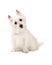 Curious West Highland Terrier Dog Sitting