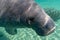 Curious West Indian Manatee Approaches Camera