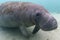 Curious West Indian Manatee Approaches the Camera