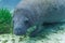 A curious West Indian Manatee approaches underwater camera