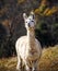 Curious White Adult Alpaca in a Meadow