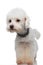 Curious white bichon looking to side while standing