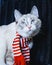 Curious white cat in striped scarf looking up close up, dark background