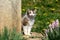 Curious white and grey hairy domestic cat standing on corner of family house and looking directly into camera surrounded with