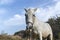 Curious white horse looks in camera. Roan mare grazing in pasture of autumn grass.