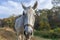 Curious white horse looks in camera. Roan mare grazing in pasture of autumn grass.