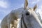 Curious white horse looks in camera. Roan mare grazing in pasture of autumn grass.