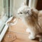 Curious White Kitten Smelling an Empty Wine Glass