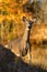 Curious White-Tailed deer