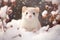 Curious white weasel in snowy winter wonderland. - AI Generated