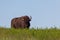 Curious Wild Bison