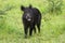 Curious wild boar facing camera on green meadow in spring nature