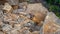 Curious wild gopher watches from some rocks.