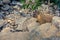 Curious wild gopher watches from some rocks.