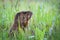 Curious wild groundhog on the field alone