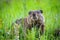 Curious wild groundhog on the field alone