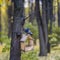 Curious wild pigeon sitting on a wooden bird feeder in the autumn forest