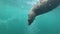 Curious wild sea lion swimming underwater