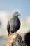 A Curious Wood Pigeon (Columba palumbus) Perched on a Log