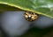 Curious yellow brown dotted ladybug hanging on a leaf