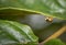 Curious yellow brown dotted ladybug hanging on a leaf