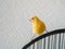 Curious yellow canary looks straight sitting on a cage on a light background. Breeding songbirds at home