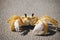 Curious Yellow Crab