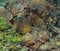 Curious yellow edged moray eel peeking from hole in the coral reef watamu, kenya