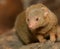 Curious Yellow Mongoose