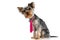 Curious yorkie with pink tie looking and sitting in studio