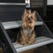 Curious Yorkie on an RV`s steps