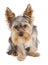 Curious yorkshire terrier