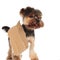 Curious yorkshire terrier with blank sign looks to side