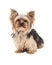 Curious Yorkshire Terrier Dog Sitting Looking Forward