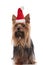 Curious yorkshire terrier dressed as santa claus looks to side